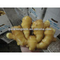 New crop fresh ginger/Best price ginger/ Fresh ginger China